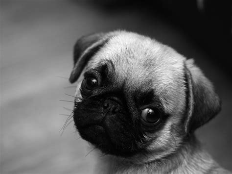 Cute Pug Backgrounds Free Download