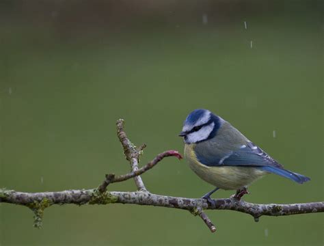 Irish Wildlife Photography: Garden Birds