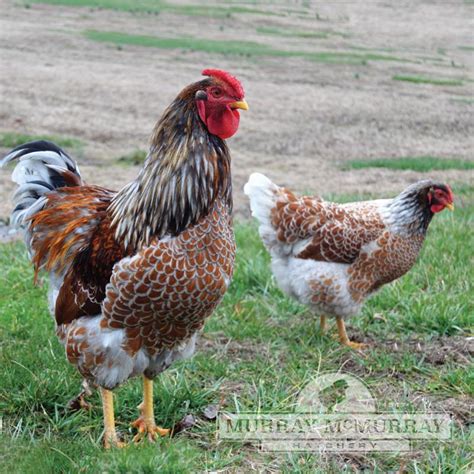 Murray McMurray Hatchery - Blue Laced Red Wyandotte