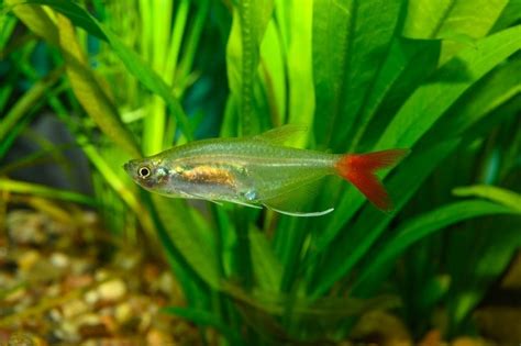 Bloodfin Tetra: Care Guide, Pictures, Tank Setup, and Info | Pet Keen