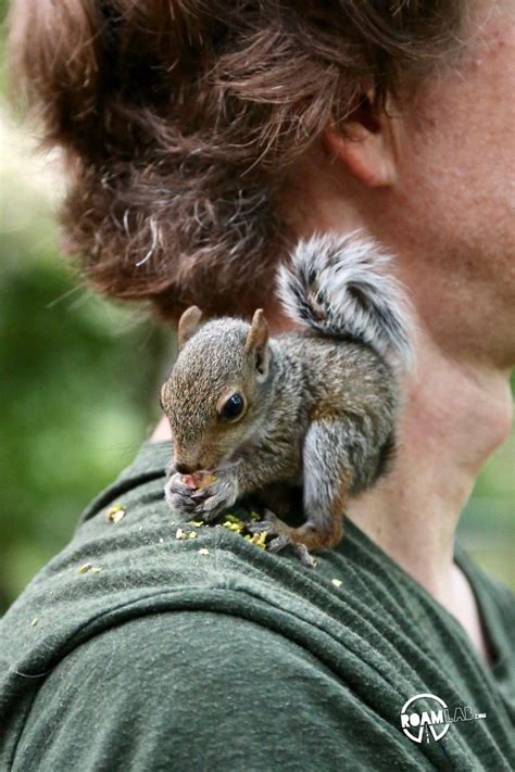 Young Squirrel Eating Nuts | Squirrel, Roam, Baby squirrel