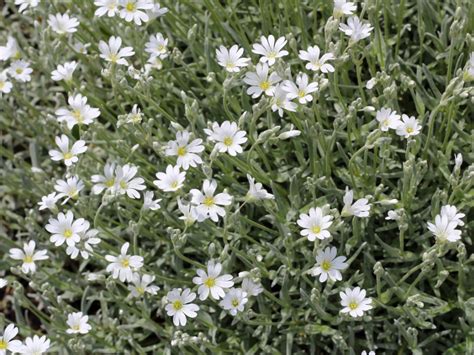 Cerastium Silver Carpet: How To Grow Snow In Summer Plants