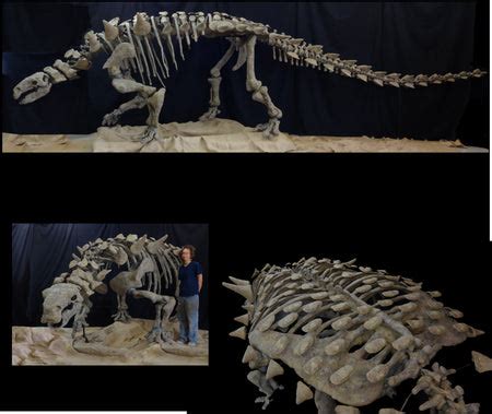 Peloroplites Giant Nodosaur Skeleton Replica | DINOSAURS ROCK SUPERSTORE | Fossil & Mineral ...