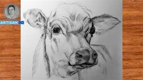 how to draw a cow face easy- pencil drawing - YouTube