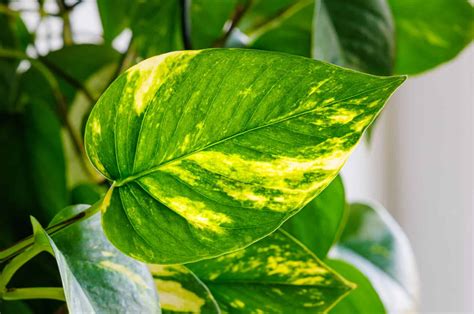 19 Different Types Of Pothos That Are Simply Breathtaking