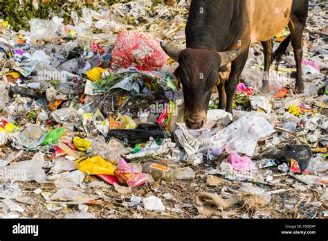 A cow is standing in a heap of garbage, eating plastic and paper Stock Photo - Alamy