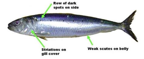 Pacific Sardine