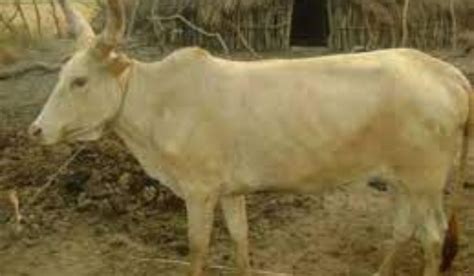 Top 9 African Cattle Breeds History & Pictures - guide - Poultryabc.com