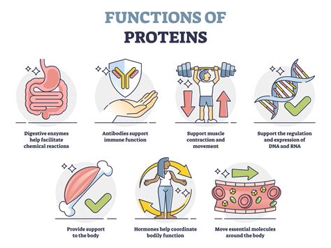 Protein Function