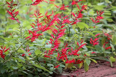 How to Grow and Care for Pineapple Sage | Gardener’s Path