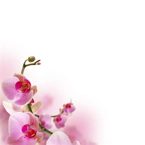 Best Orchid Border Stock Photos, Pictures & Royalty-Free Images - iStock