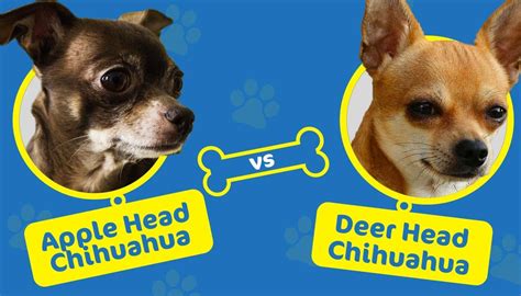 Apple Head vs. Deer Head Chihuahuas: Key Differences (With Pictures ...