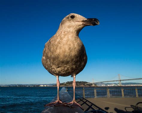 Giant Seagull | An extremely close shot of a very young, ver… | Flickr