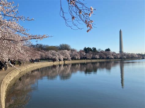 PHOTOS: Cherry Blossoms 2022 - WTOP News