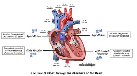 THE HEART - SCIENTIST CINDY