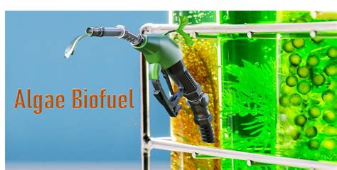 Algae-Based Biofuels an Alternative option for Fuel Security - Everflow ...