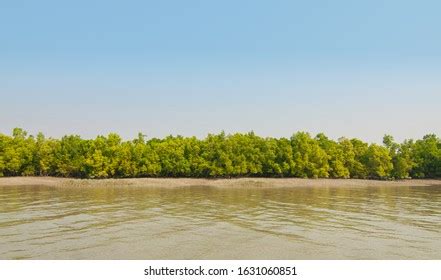 Mangroves Ganges Delta Sundarbans Area India Stock Photo 1631060851 ...