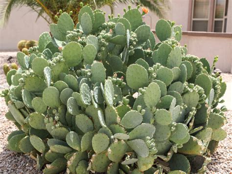 Indian Fig Prickly Pear | Elgin Nursery & Tree Farm: Phoenix, AZ