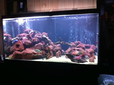 Cichlid-Forum • What do you guys think of my tank?