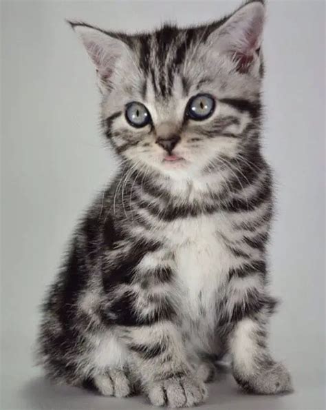 20 Grey Tabby Cat Names - The Paws