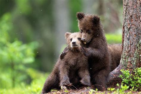 Eurasian Brown Bear Cubs by Aidan Finn, via Flickr | Bear cubs, Brown ...