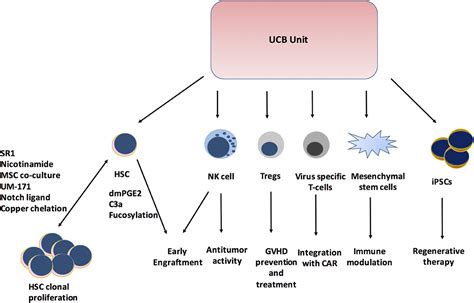 Frontiers | Umbilical Cord Blood Transplants: Current Status and ...