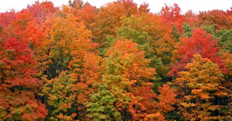 Michigan's U.P. wins best fall foliage in America