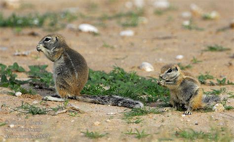 Cape Ground Squirrel Xerus inauris