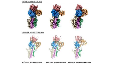 Hailey-Hailey Disease Protein Structure Deciphered | Technology Networks