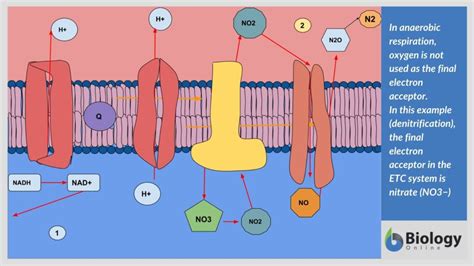 What is Anaerobic Respiration? The Definitive Guide - Biology Online