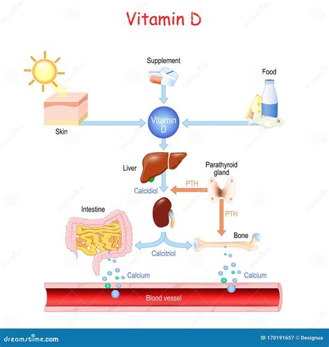 Vitamin D. Sources, Metabolism and Organs that Regulate the Level of ...