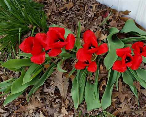 Red tulips, flowers, garden, spring, HD wallpaper | Peakpx