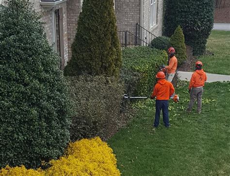 Bush & Hedge Trimming Services | A Plus Tree & Crane Services