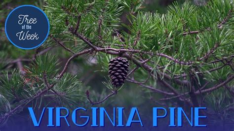 Tree of the Week: Virginia Pine - YouTube