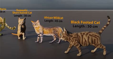 Video Shows Size Comparison Between Domestic and Wild Cats - GoodNews by GreaterGood