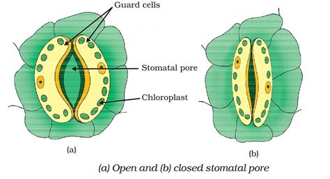 CBSE/NCERT Biology important diagrams Class 10