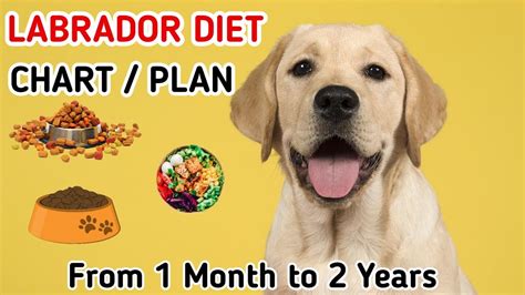 Labrador diet chart | Labrador puppy diet plan | in hindi | dog diet ...