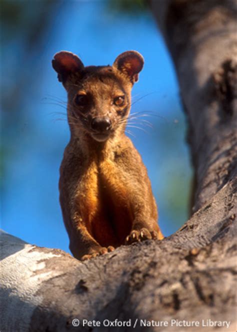 Fossa is Species of the Day - EDGE of Existence