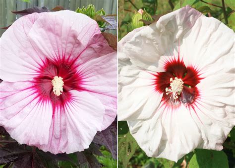 Use hardy hibiscus for late-summer blooms | Mississippi State ...