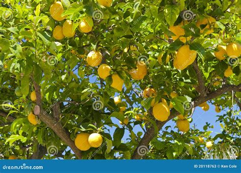 Lemon Tree Stock Photos - Image: 20118763