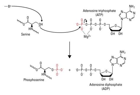 Phosphorylation Definition and Examples - Biology Online Dictionary