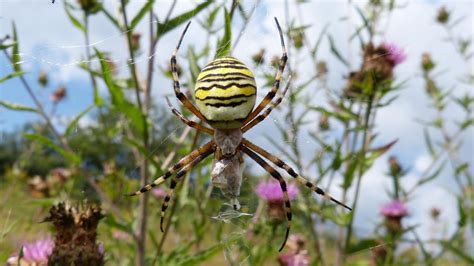 Wasp Spider | MarkEisingBirding