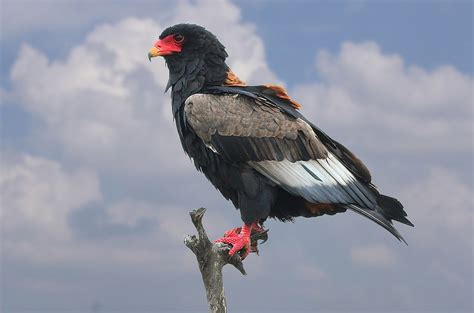 Did You Know? Ten Amazing Facts About Birds of Prey and Vultures - Buffalo Bill Center of the West