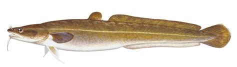 Details: Burbot