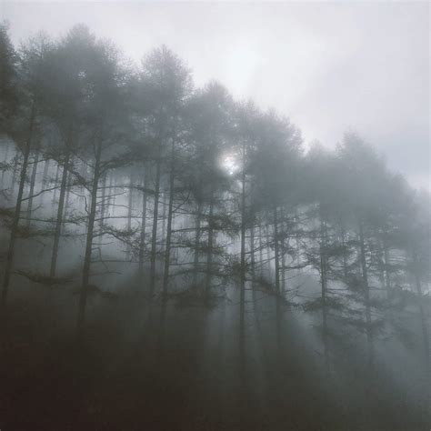 7 Tips For Wonderful Forest Photography On iPhone