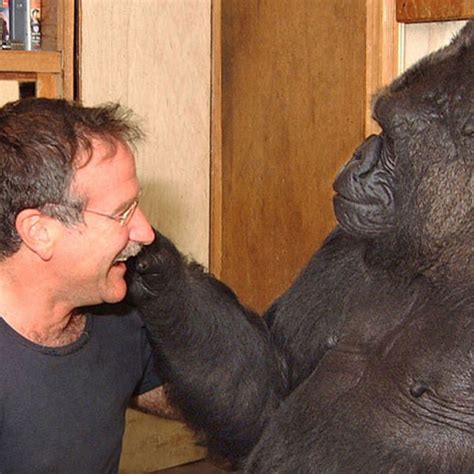 Koko the Gorilla Mourns the Loss of Robin Williams