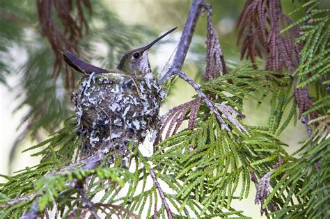 Rufous Hummingbird Female on Nest (2) | Rufous hummingbird, New things to learn, Glacier