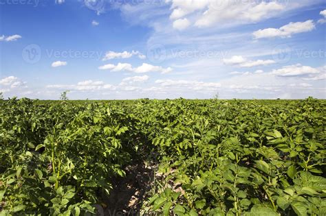 potato field close up 9551387 Stock Photo at Vecteezy