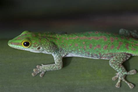 Hawaii Hospital Staff Gets Numerous Prank Calls From a Tiny Lizard | Fortune