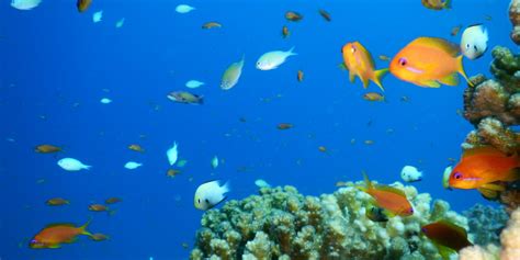 Red Sea Coral Reef may be Sole Survivor | Israel - Between The Lines